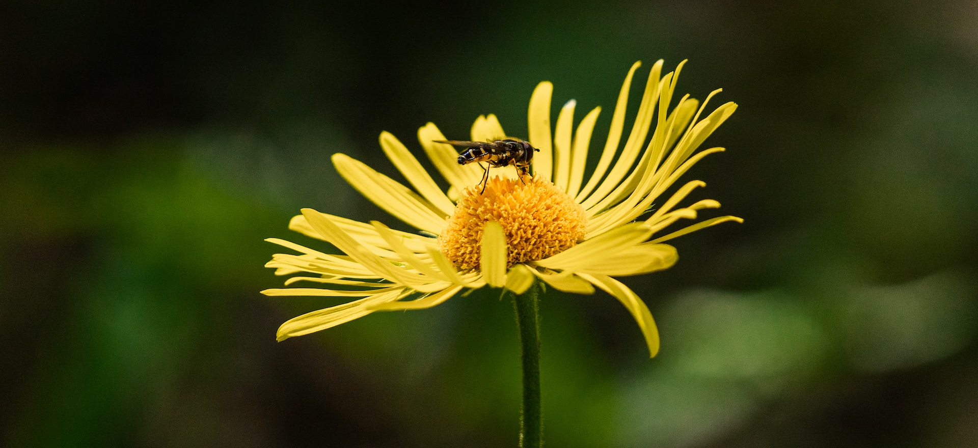PRACTICE: Green Tara Prayer
